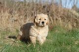 GOLDEN RETRIEVER 012